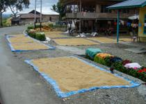 <p>Blankets laid out along the road  are used to dry soft coconut tissue. The <i> Charaxes </i> was taken on one of these.</p>